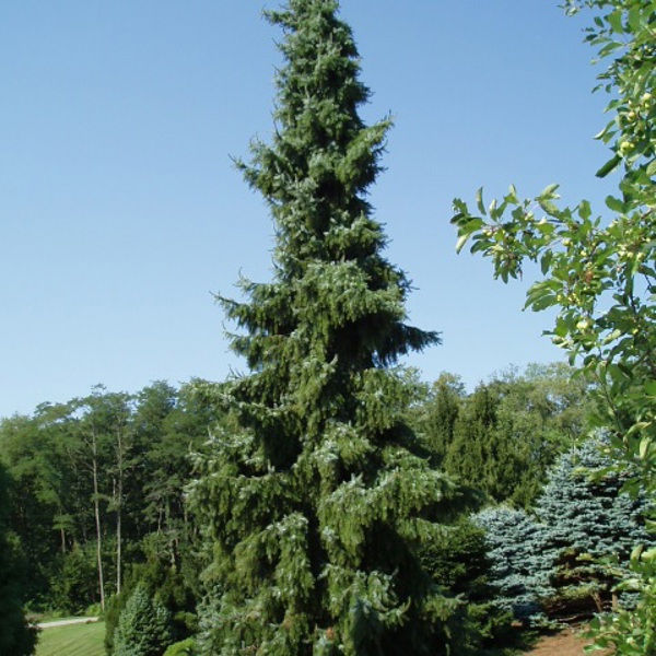 Pendula (Picea omorika)