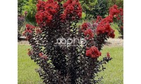 Black Diamond® Red Hot