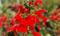 Super Red