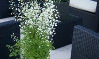 Splendide White