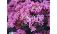 Black Diamond® Shell Pink