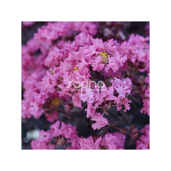 Black Diamond® Shell Pink