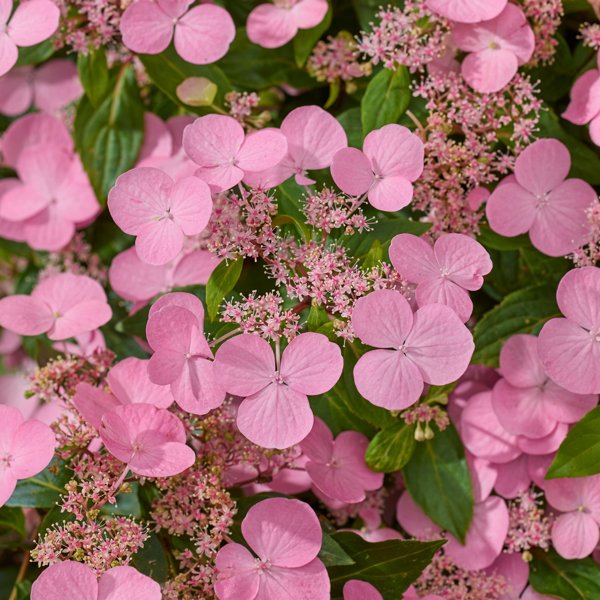 First Love Pink
