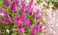 Butterfly Candy Little Cerise