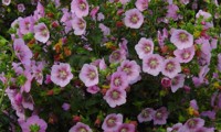 Miss Pinky