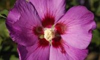 Russian Violet® II