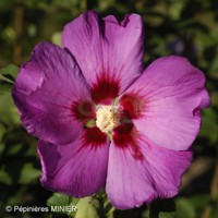 Russian Violet® II