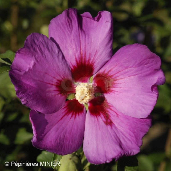 Russian Violet® II