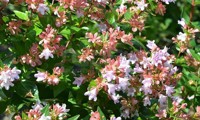 Raspberry Profusion