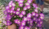 Wheels of Wonder Purple
