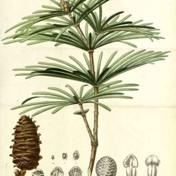 Sciadopitys verticillata (Сціадопітис кільчастий)