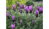 Magical® Posy Purple