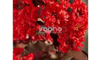 Black Diamond® Best Red
