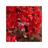 Black Diamond® Best Red