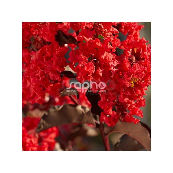 Black Diamond® Best Red