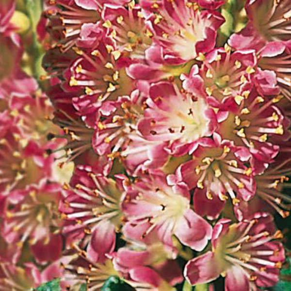 Clethra alnifolia (Клетра вільхолиста)