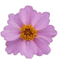 Twinklebells Pink