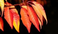 Royal Flame