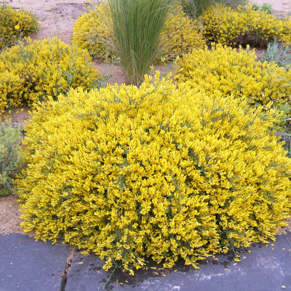 Genista lydia (Дрік лідійський)