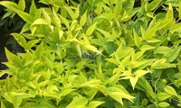 Magical® Lemon-Lime