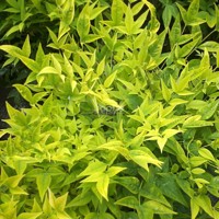 Magical® Lemon-Lime