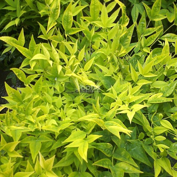 Nandina domestica (Нандіна домашня)