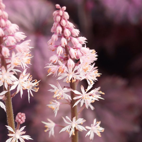 Tiarella × (Тіарелла гібридна)