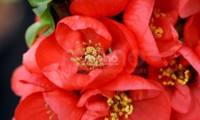 Red Kimono®
