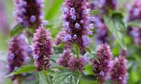 Beelicious Purple