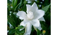 Celestial Star