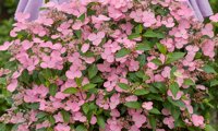 First Love Pink