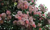 Parfum DBarise’