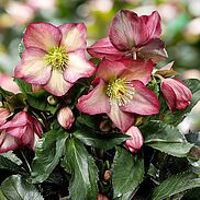 HGC® Ice N' Roses® Rosali