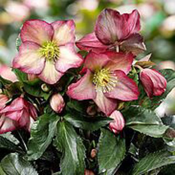 HGC® Ice N' Roses® Rosali