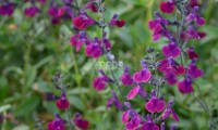 Violette de Loire®