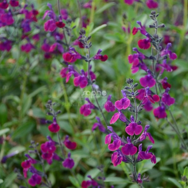 Violette de Loire®