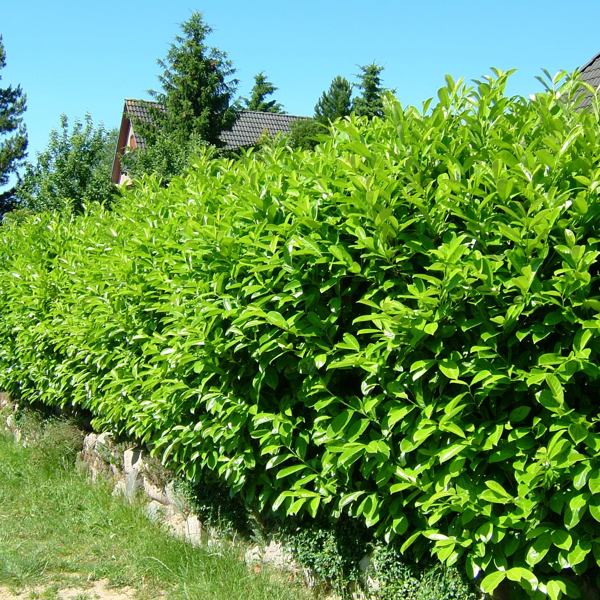 Caucasica