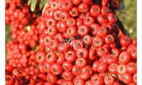 Saphyr® Rouge