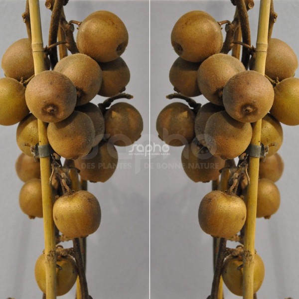 Actinidia chinensis (Актинідія китайська)