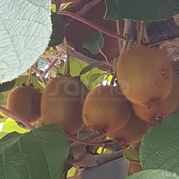 Actinidia deliciosa (Актинідія делікатесна)
