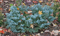 Glauca Globosa