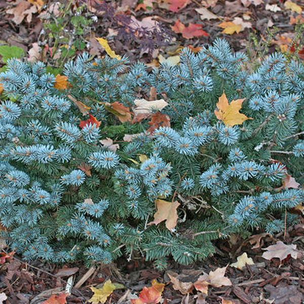 Glauca Globosa