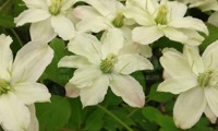 Starlet® White Perfume