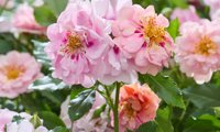 Amirose