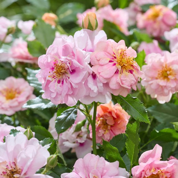 Amirose