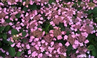 Koreana