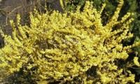 Marée d'Or®
