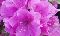 Autumn Lilac
