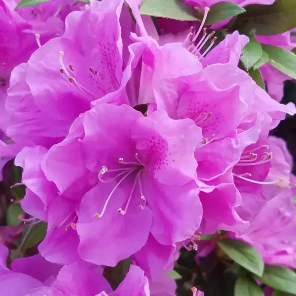 Azalea × (Азалія садова)