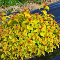 Merlo® Gold
